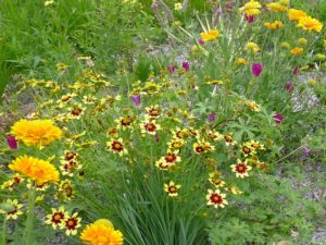 Xeriscape_garden